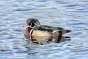 Male Wood Duck (aix sponsa)