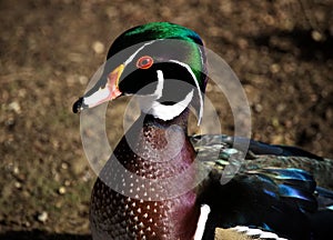 Male wood duck, aix sponsa, anatra sposa photo