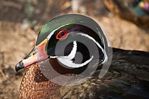 Male Wood Duck (Aix sponsa) close-up