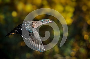 Male Wood Duck or Carolina Duck in flight