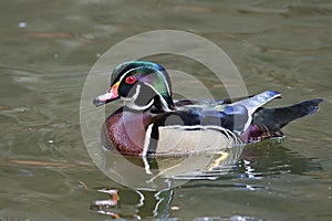 Male Wood Duck