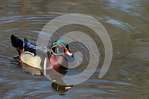 Male Wood duck on dark pond in Brooklyn`s Prospect Park