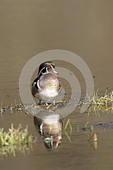 Male wood duck on dirt clump in water