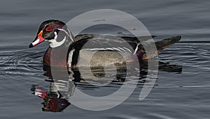 Male wood duck drake swimming with water droplets on head