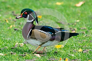 Male Wood Duck during Fall in Colorado