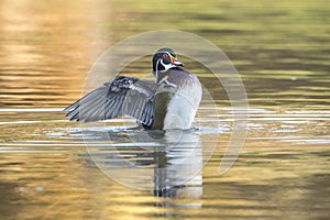 Male wood duck flaps its wings in a pond