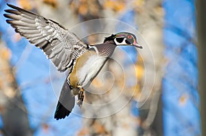 Male Wood Duck In Flight