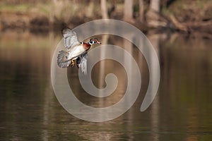 Male wood duck in flight