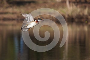 Male wood duck in flight