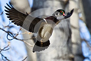 Male Wood Duck In Flight