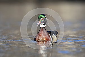 Male Wood Duck floating in a pond