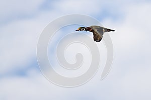 Male Wood Duck Flying in a Cloudy Blue Sky