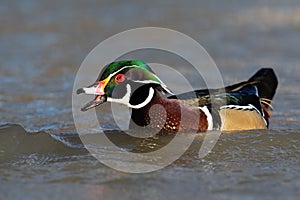 Male wood duck guarding its territory with open beak