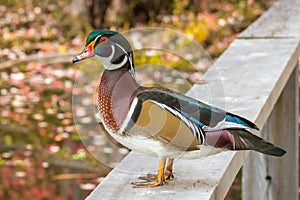 Male Wood Duck on the handrail at Mud Lake photo