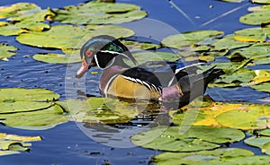 Male Wood Duck Juanita Bay Park Lake Washington Kirkland