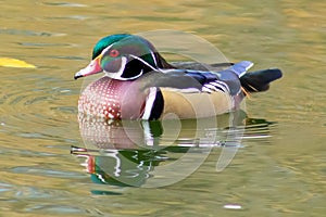 Male Wood Duck in Littleton, Colorado