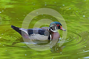 Male Wood Duck. national park, Aix sponsa
