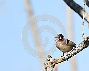 Male Wood Duck