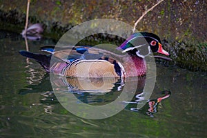 Male wood Duck perched on a the rock