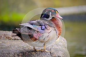 Male wood Duck perched on a the rock photo