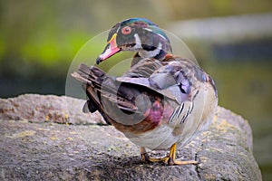 Male wood Duck perched on a the rock photo