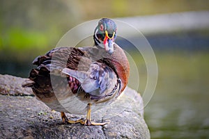 Male wood Duck perched on a the rock photo