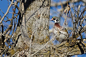 Male Wood Duck Perched in a Tree