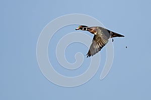 Wood Duck Pooping While Flying in a Blue Sky