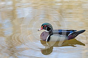 Male wood duck reflected on a pond in Prospect Park