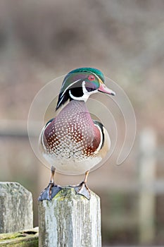 A male wood duck resting on the stud.