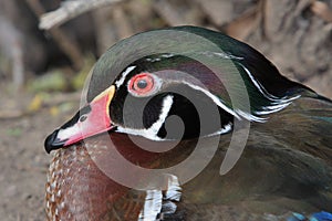 Male wood duck sitting down close-up