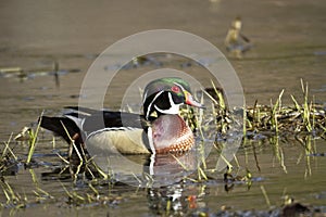 Male wood duck swimming in wetlands