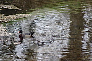 A Male Wood Duck Swims in a branch watershed stream into a large lake