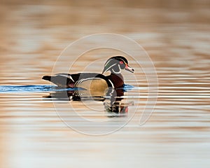 Male Wood Duck