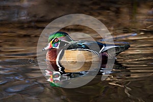 Male Wood duck in the water, one of the most colorful North American waterfowl