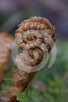 Male fern Dryopteris filix-mas, a curled up fern frond in spring photo
