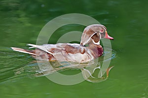 Male woodduck albino