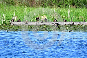 A Male Woodduck is just about to descend upon the lake.