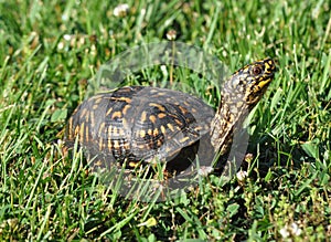 Male Woodland Box Turtle