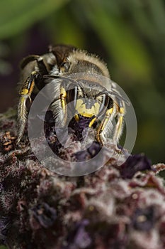 Male Wool-carder Bee photo