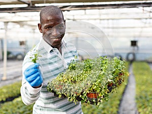 Male worker arranging seedlings of parsley