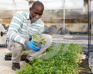 Male worker checking parsley seedlings