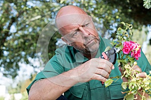 male worker cutting flowers in garden