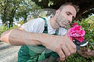 male worker hand cutting flowers