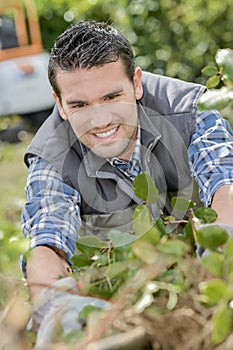 male worker pulling out weeds