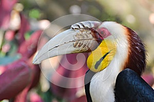 Male Wreathed Hornbill (Bar-pouched Wreathed Hornbill)