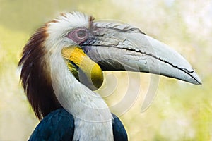 Male Wreathed Hornbill - horizontal photo