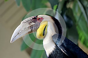 Male wreathed hornbill Rhyticeros undulatus