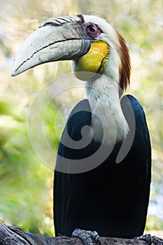 Male Wreathed Hornbill - vertical photo