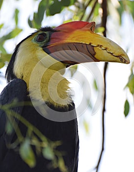 Male Wrinkled Hornbill